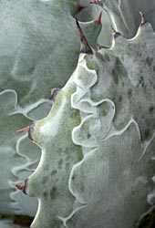 agave colorata thumbnail graphic